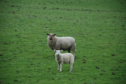 sheep  lamb  field