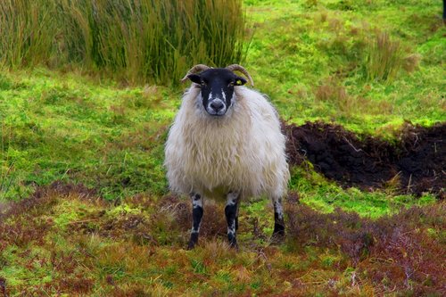sheep  connemara  ireland