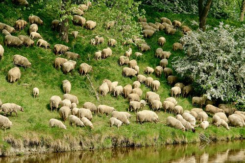 sheep  grassland  dyke