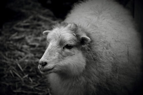 sheep  wool  animal