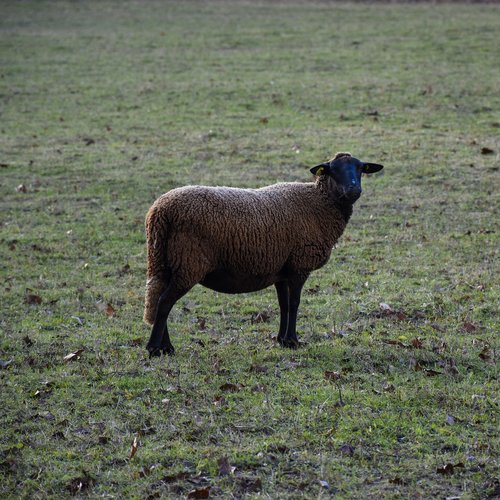 sheep  black  mutton