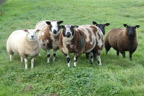 sheep  meadow  wool