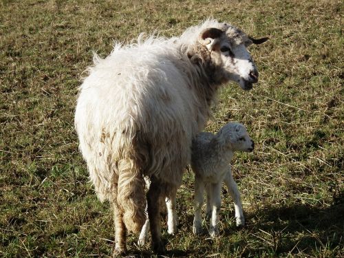 sheep mother lamb