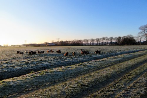 sheep  pasture  winter