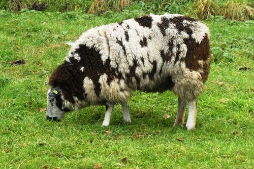 sheep  whey  coat