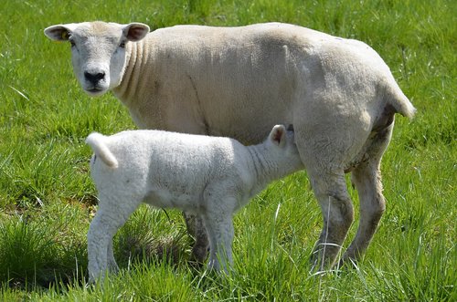 sheep  lamb  breastfeeding
