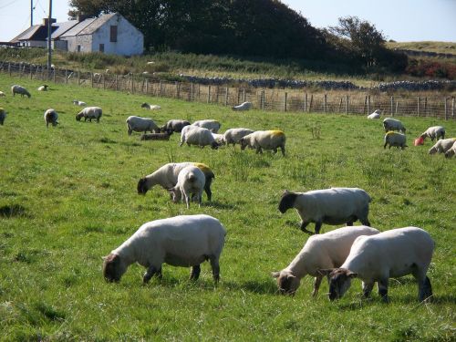 sheep pasture rural