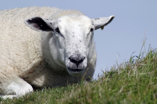 sheep  ewe  wool