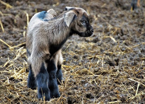 sheep  cameroon  cub