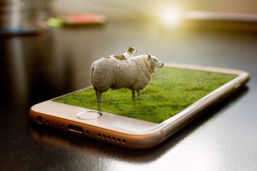 sheep  manipulation  grass