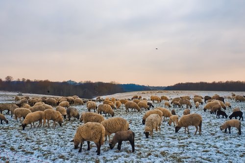 sheep  animals  lamb