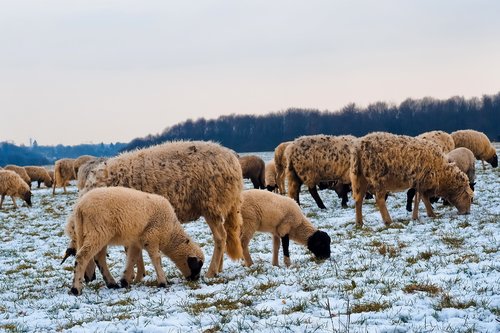 sheep  animals  lamb