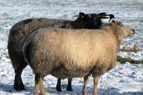 sheep  magpie  snow