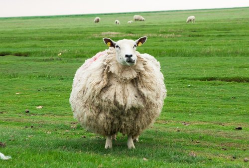 sheep  wool  animal