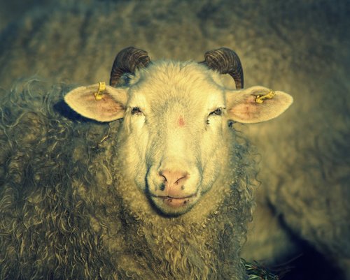 sheep  wool  portrait