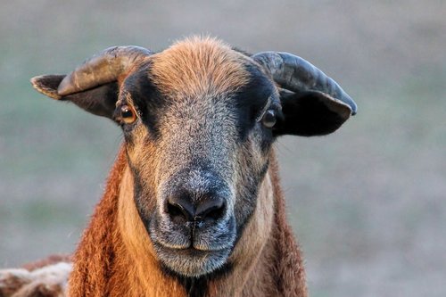 sheep  cameroon sheep  bock