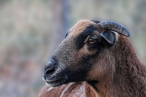 sheep  cameroon sheep  bock
