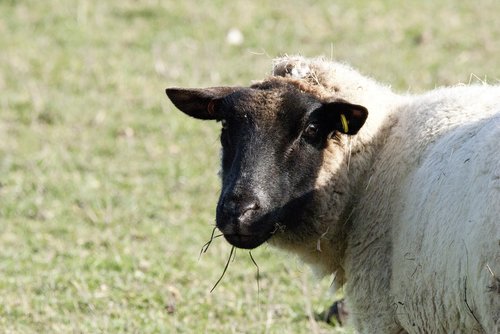 sheep  sheep sun bathing  mammal