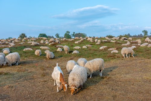 sheep  herd  heide