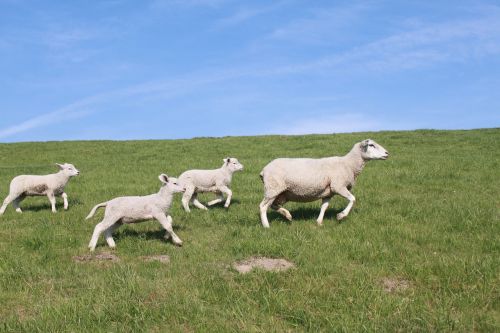 sheep dyke lamb animal