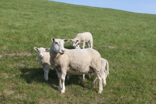 sheep dyke lamb animal