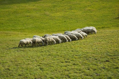 sheep  flock  animals