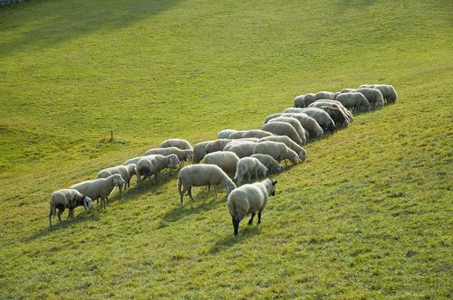 sheep  flock  animals