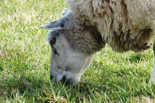 sheep  whey  grass