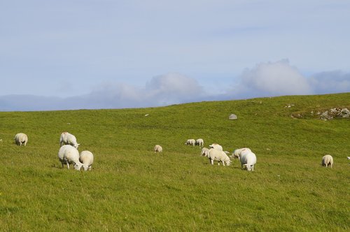 sheep  graze  sheep pasture