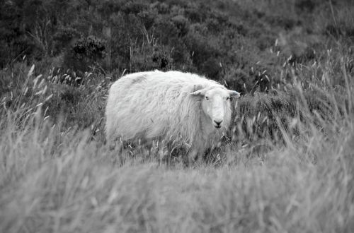sheep grass field