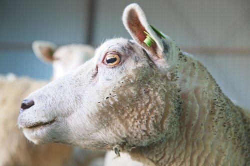 sheep  mammal  wool