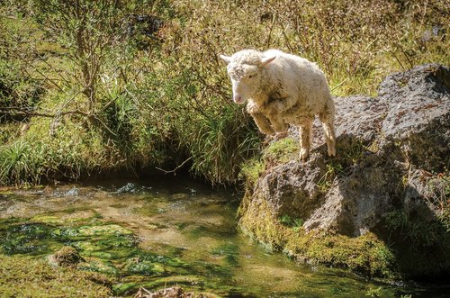 sheep  jump  creek
