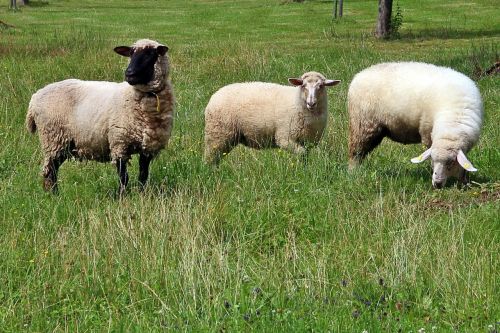 sheep meadow animal