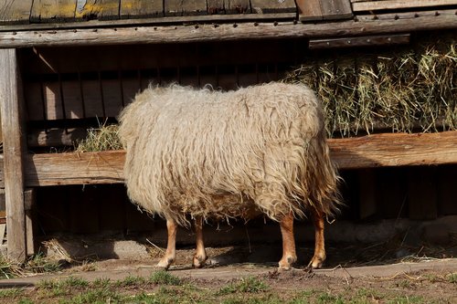 sheep  pet  livestock