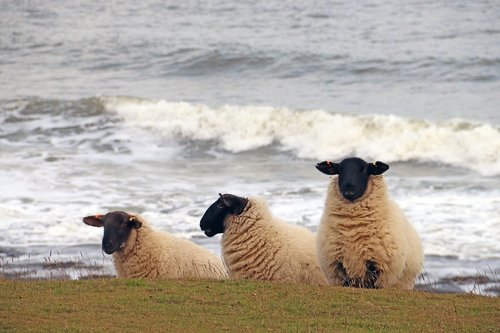 sheep  beach  sea