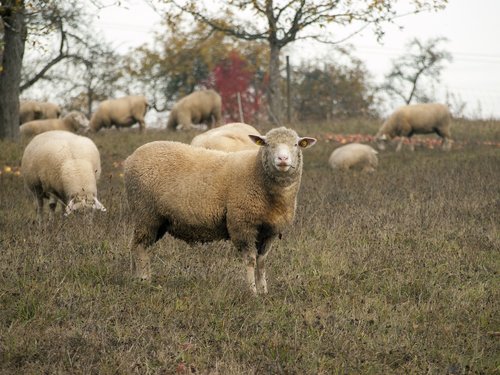 sheep  pasture  meadow