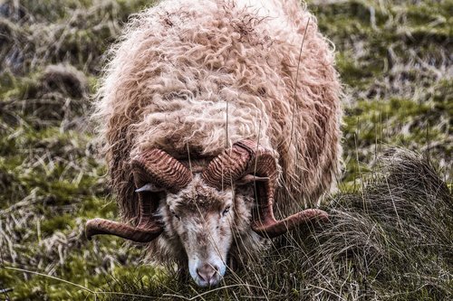 sheep  aries  horns