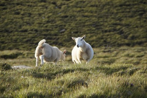sheep  scotland  free running