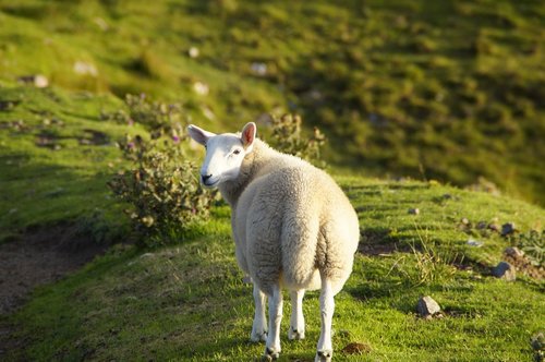 sheep  scotland  highlands and islands