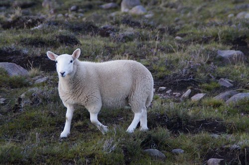 sheep  highlands and islands  scotland