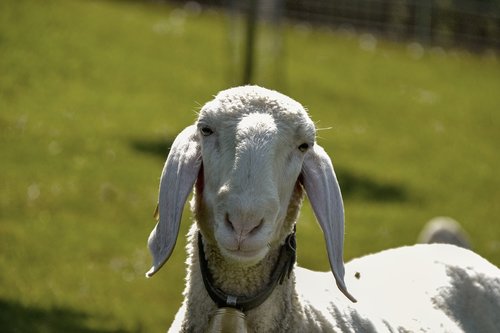 sheep  white  wool