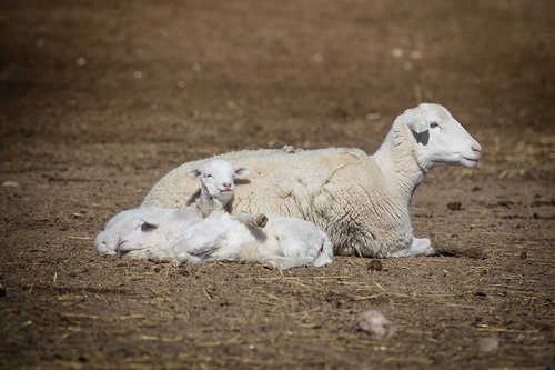 sheep  lamb  baby