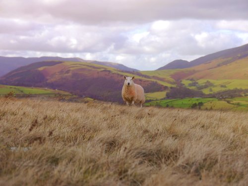 sheep  grass  landscape