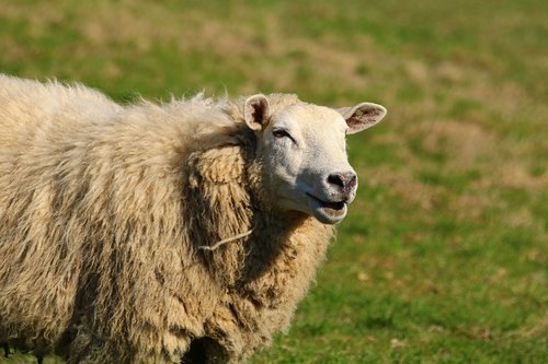 sheep  mammal  animal