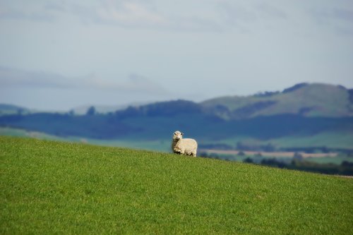 sheep  animal  nature