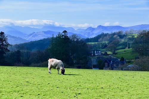 sheep  lake district  mountains