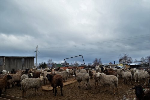 sheep  animals  farm