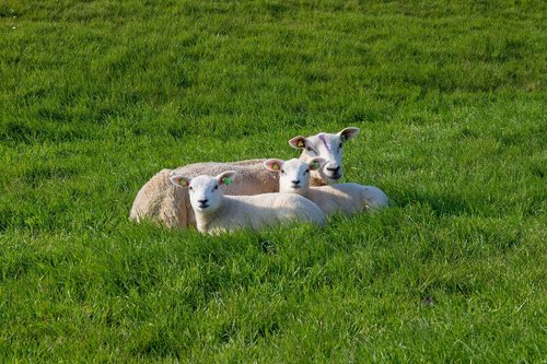 sheep  white  black