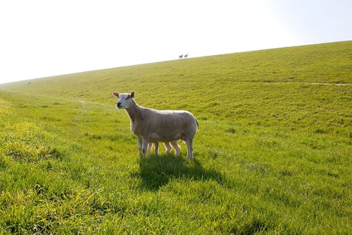 sheep  white  black