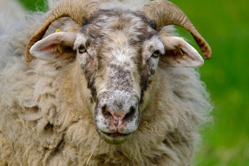 sheep  animal  wool